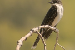 Eastern-Kingbird