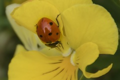 Ladybug-Towards-the-Heart-of-the-Flower