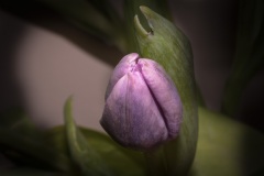 Tulip-Dancer