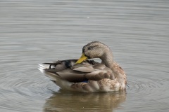 Juvenile-Duck-Grooming-2
