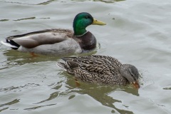 Mallard-Ducks-Just-Wait
