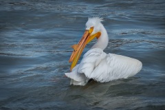 May-Pelican-Grooming