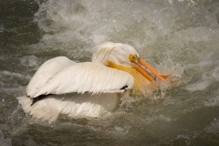 Pelicans-In-Rough-Water-Alone-2