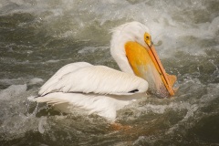 Pelicans-In-Rough-Water-Alone