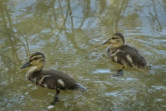 Two-Beautiful-Ducklings