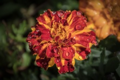 Marigold-After-the-Rain