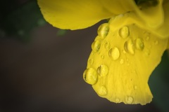 Raindrops-on-a-pansy-petal