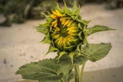 Wild-Dancing-Sunflower