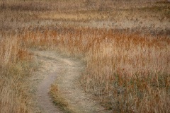 Cranberry-Flats-Trail-Through-Prairie-Grasses-Autumn