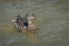 A-Female-Duck