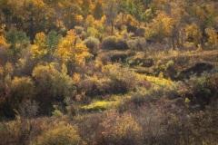 Beaver-Creek-Autumn-in-the-Valley