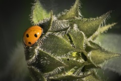 Ladybug-on-Sunflower-Bud