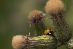 Ladybug-perched-on-prickly-ledge-2