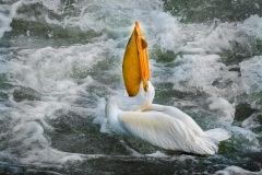 Proud-Pelican-Boldly-Showing-All