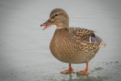 Quack-Said-the-Happy-Duck