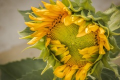 Unripe-Sunflower