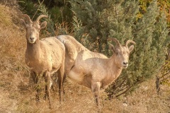 Female-Bighorn-Sheep